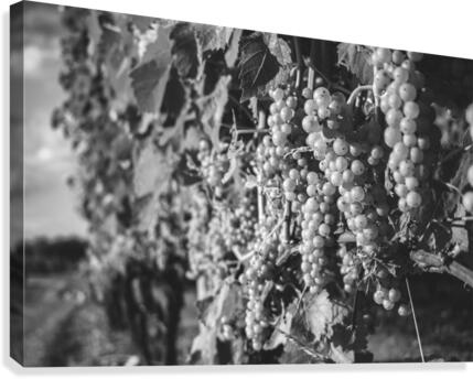 Wine About It Canvas Print
