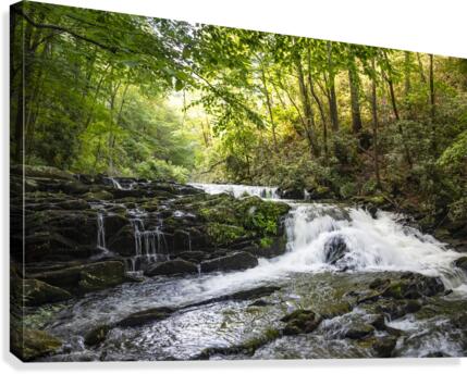 Fantasy Forest Canvas Print