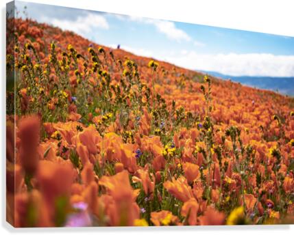 Orange Fields Forever Canvas Print