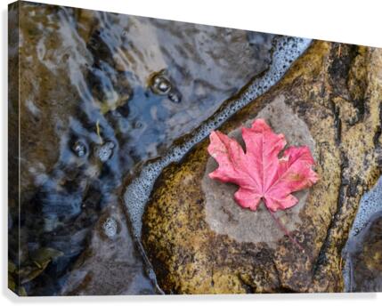 Safe Haven Canvas Print