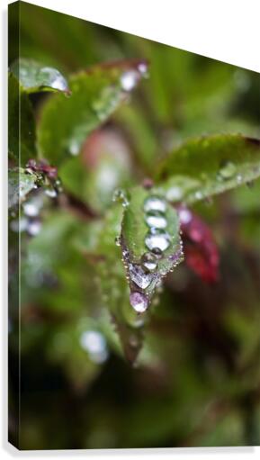 Washed Clean Canvas Print