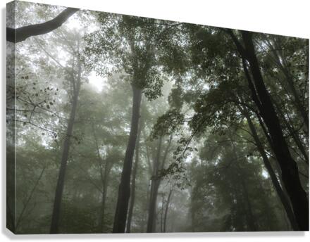 Feeling Foggy Canvas Print