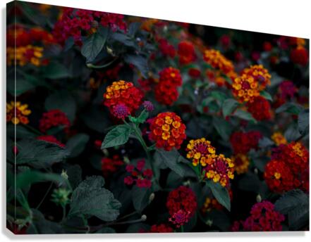 Lantana Canvas Print