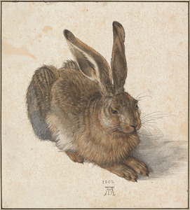 QCL 1009 – Hare by Albrecht Dürer