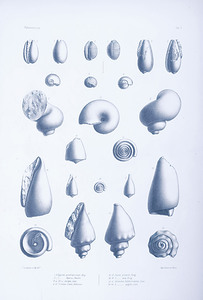 QVT 1033 – Vintage Nautical Sea Creatures and S