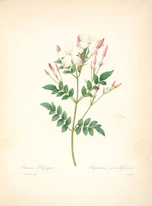 QVT 1086 – Vintage Floral Illustration French.j