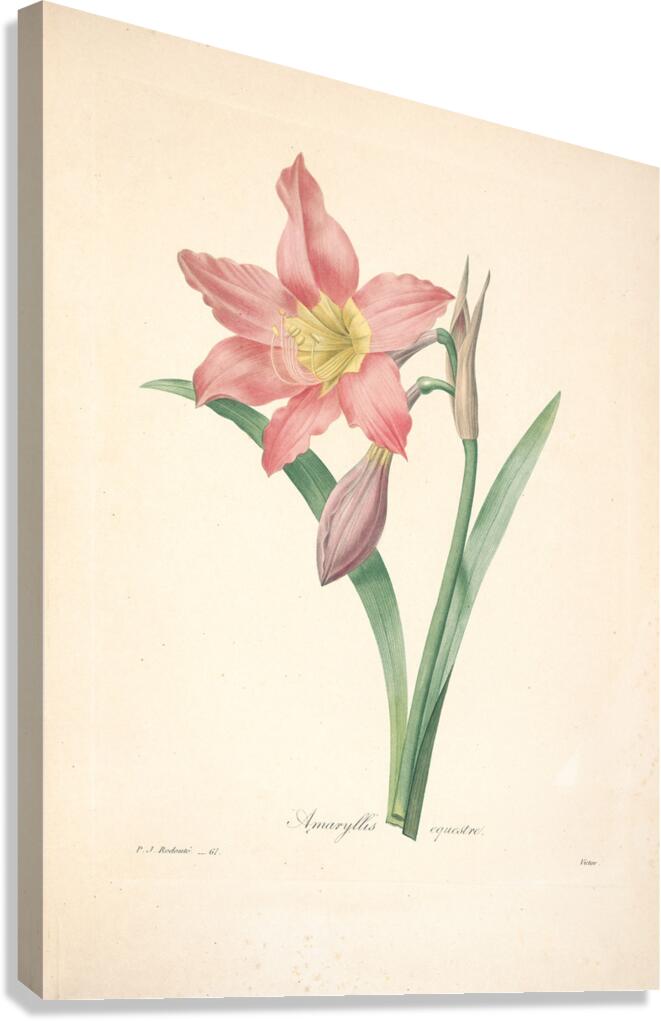 QVT 1088 – Vintage Floral Illustration French.j Canvas Print