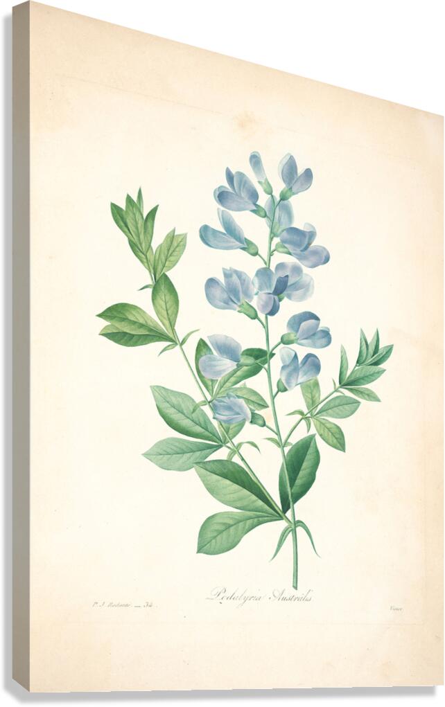 QVT 1085 – Vintage Floral Illustration French.j Canvas Print