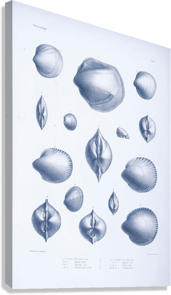 QVT 1035 – Vintage Nautical Sea Creatures and S Canvas Print