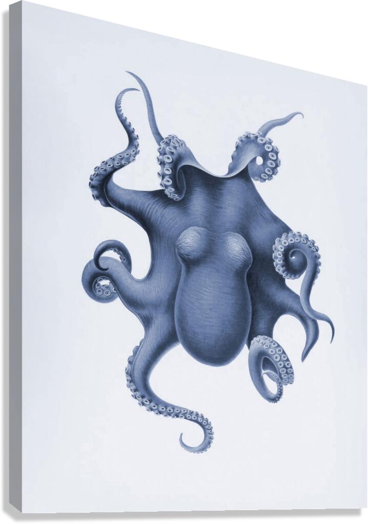 QVT 1030 – Vintage Octopus Illustration Canvas Print