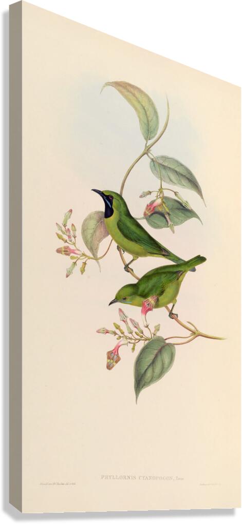 QVT 1093 – Vintage Illustrations from Birds of Canvas Print
