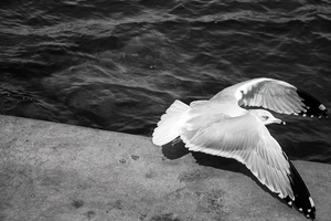 Fight or flight