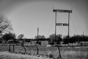 Rattlesnakes 