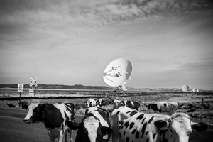 Cows in front of the VLA 