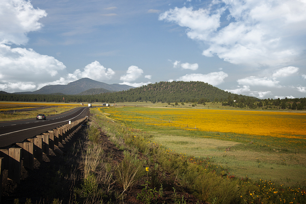 Yellow field by Southwest Six