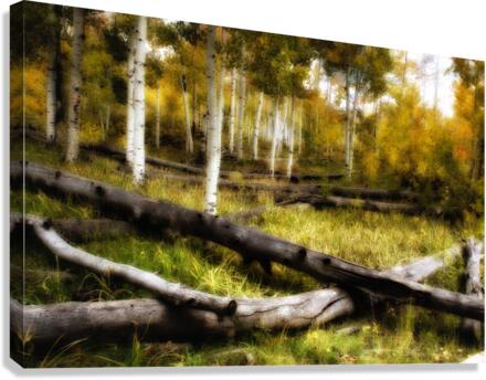 Midnight Transfer Canvas Print