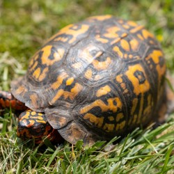 Turtle Photograph On Green