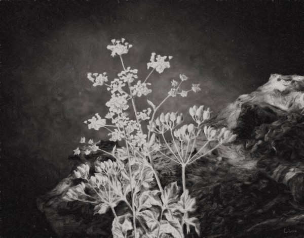 Fields of Home Print