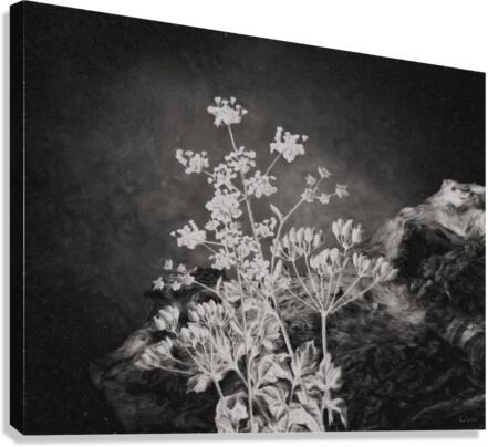 Fields of Home Canvas Print