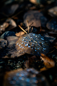 Dew Drops