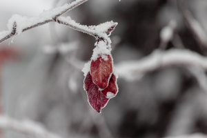 Frozen Details