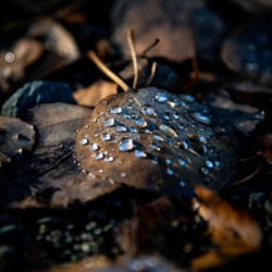 Dew Drops