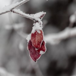 Frozen Details