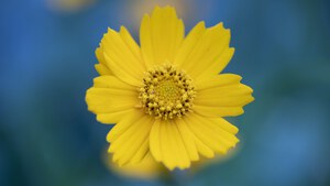 Yellow Flower