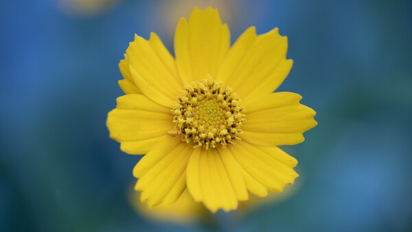 Yellow Flower Print