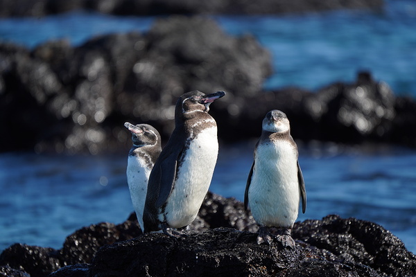 Penguins by WillVilla