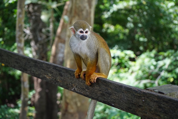Squirrel Monkey Photo On by WillVilla
