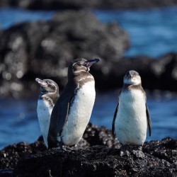 Penguins