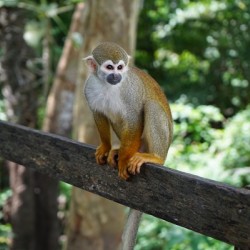 Squirrel Monkey Photo On