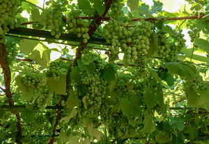 Italian Winery Arbor