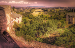 Tuscany Volterra Vineyards