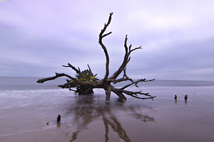 Botany Bay Live Oak Tree Reflections