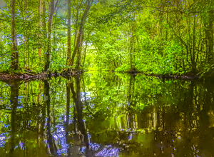 Costa Rica Mangrove Forest