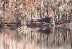 Little Pee Dee River Blackwater Treasure