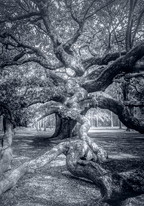 Charleston Tree in Black and White