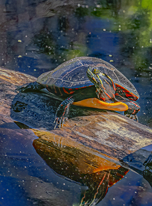 Painted Turtle Basking in the Sun
