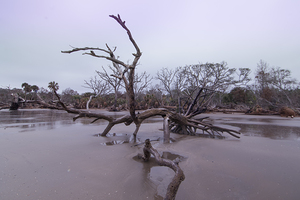 Botany Bay Live Oak Tree Beauty on the Beach