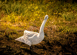 Tundra Swan Quizzical Face