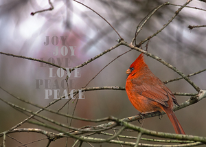 Red Cardinal Bird Joy Love Peace