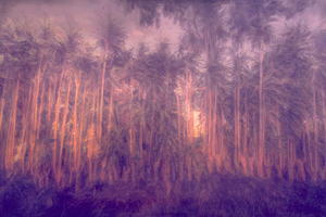 Costa Rica Tree Lineup Sunrise Abstract