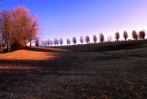 Magic Sunrise  Tree Line