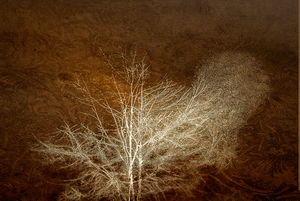 Charming White Tree Silhouette