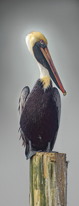 Brown Pelican with  Attitude