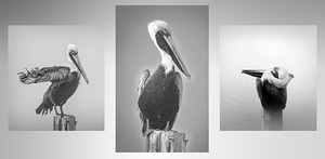Three Pelicans Triptych in Black and White
