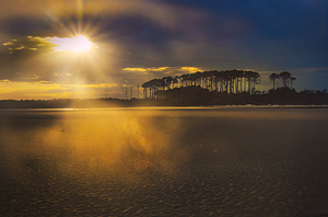 Myrtle Beach Point Tree Sunset