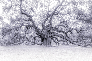 Ancient Majestic Tree Spreads Wide